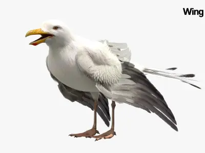  Seagull Fur Anatomy 