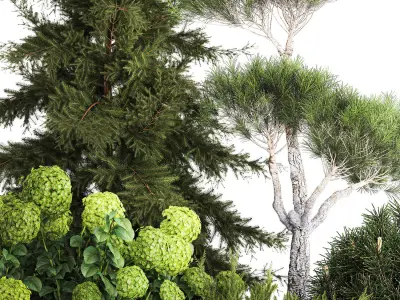 Spruce and pine topiary with hydrangea bushes for the garden  3D model