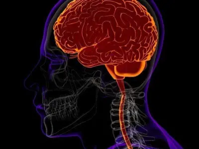 x-Ray Brain 3D model