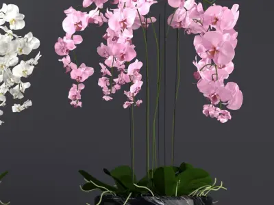 Floor staning orchid plant 3D model