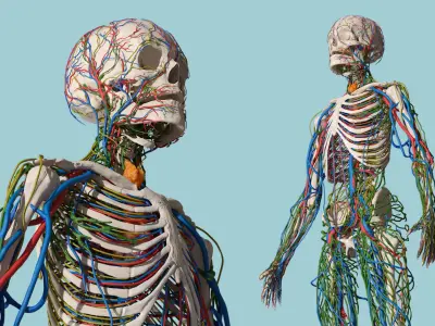  Human Circulatory and Nervous System Anatomy 