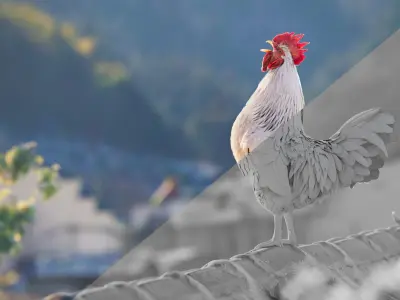  White Cock Animated 