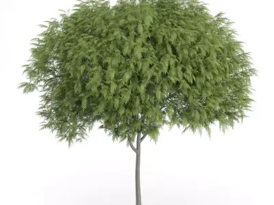 Staghorn Sumac Tree Rhus typhina 3D model