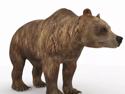 Bear 5 grizzly 3D model