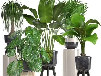  Collection of ornamental plants in pots 