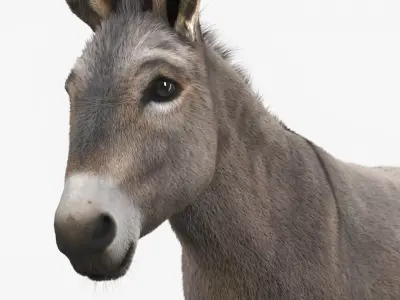  Domestic Donkey with Livestock Care Equipment Collection 