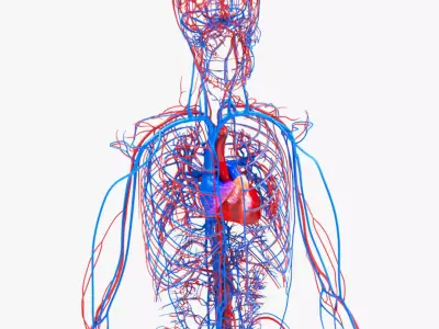 Human Circulatory System Low-poly 3D model