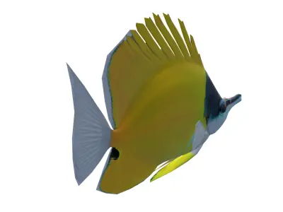 Forceps Fish 3D Model