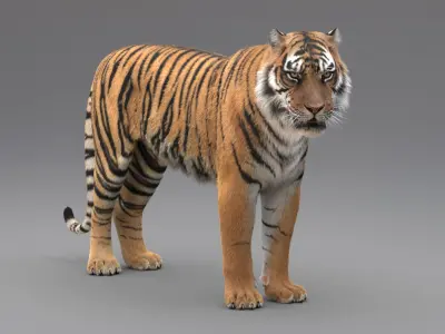  Tiger Animated (Fur) 