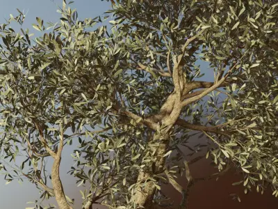 Set of 6 Olive Trees 3D model