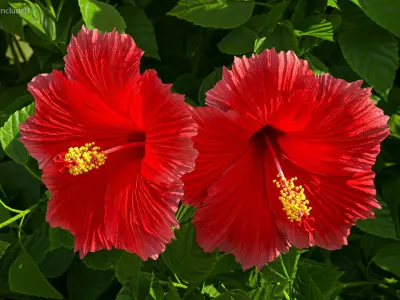  Blooming Red Hibiscus Flower 