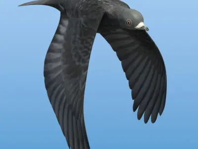  Bird For Flock Animation 