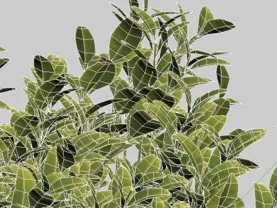 Buxus Sempervirens Nr7 Cubes 3D model