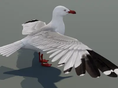  Seagull 