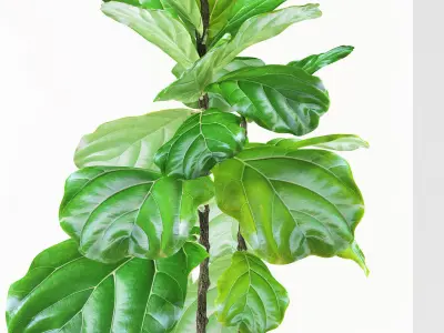 ficus plants 113 3D model