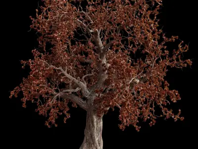 Red maple trees 3D Model Pack