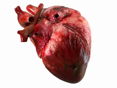  Human Heart Anatomy (Animation) 