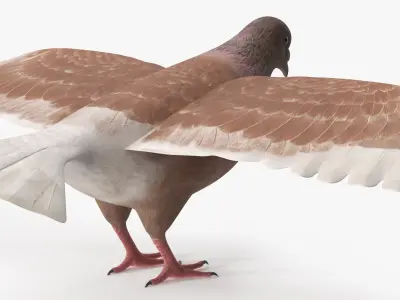  Low Poly Pigeon Spread Wings Brown 