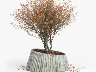 Autumn 2 tree in pot 3D model