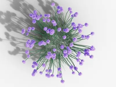 Allium schoenoprasum Forescate 3D model
