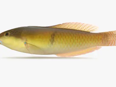  Fish Collection 02 