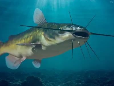  Freshwater Fish Rigged Collection 3 