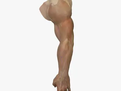 Full Male Arm Anatomy Medical Edition 3D model
