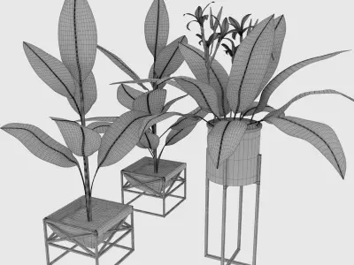 Canna plant set red 3D model