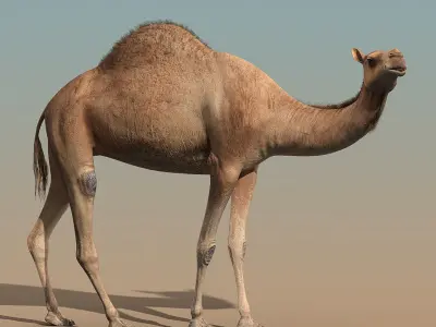  Camel(ANIMATED) 