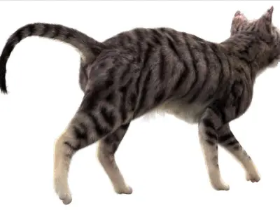  catAnatomy 3D 