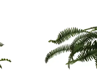 Realistic Fern Plant 3D Model Pack  Low-poly 3D model