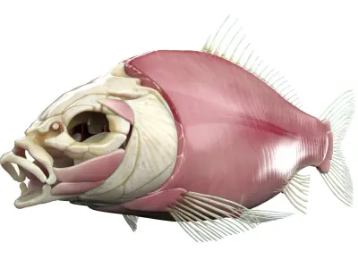  Full Fish Anatomy Static 