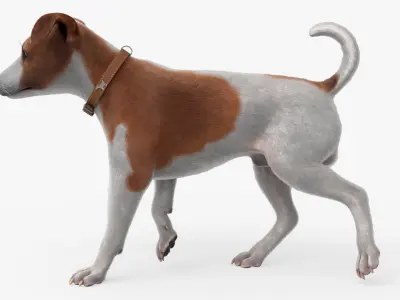  Jack Russell Animated Fur Rigged For Blender Collection 