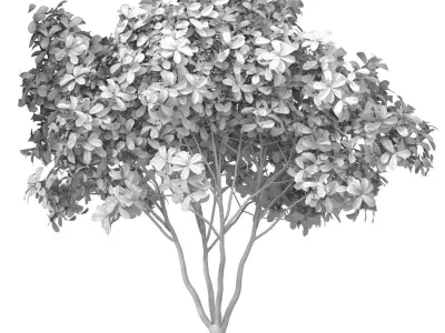 Decorative multi-stemmed evergreen outdoor garden tree shrub 3D model