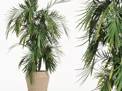 Indoor Plant 01 3D model order