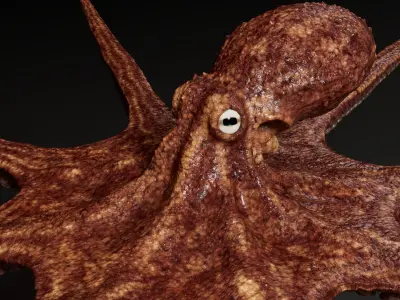  Octopus Multicolor 3D Model 
