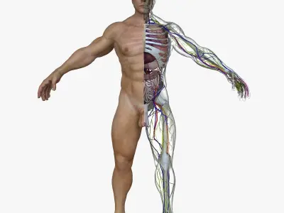 Male and Female Full Body Anatomy 3D model