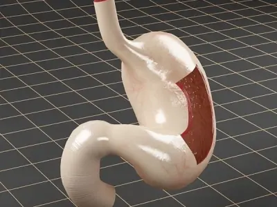 Anatomy stomach section 3D model