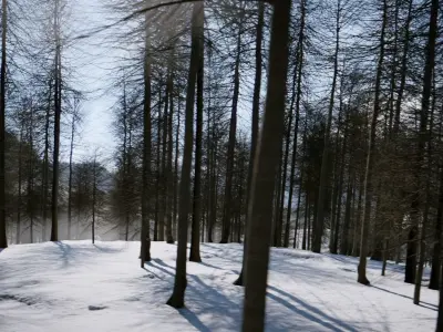 Winter Forest Sunset Scene Low-poly 3D model