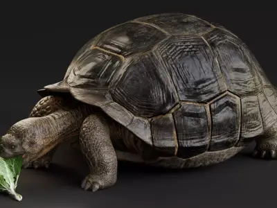 Realistic Galapagos Tortoise Low-poly 3D model
