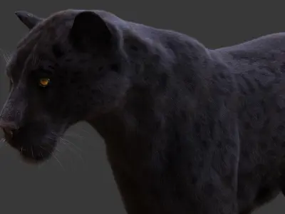  Black Jaguar Animated Xgen-Core 