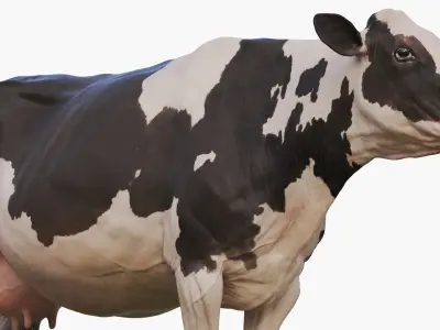  Cow Holstein 