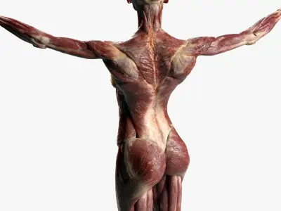  Female Muscular Anatomy (Rigged) 