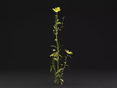 Senecio Pinnatifolius Plant Low-poly 3D model