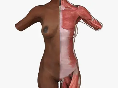 Woman Torso Muscle Anatomy 3D model