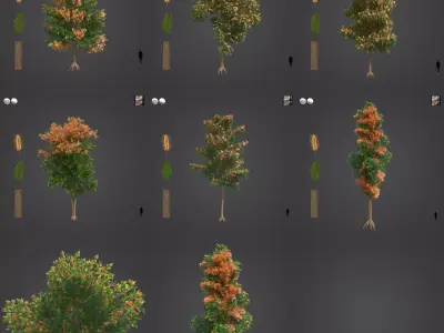 2021 PBR Silky Oak Collection - Grevillea Robusta  3D model