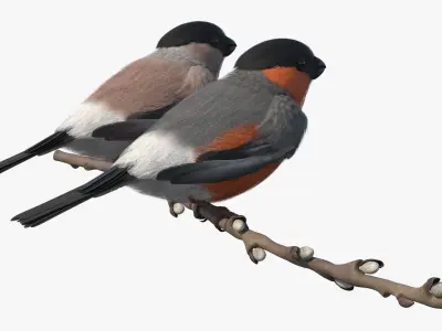  Male and Female Bullfinch Birds on Branch 