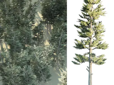 Conifer Forest 3d exterior  scene Low-poly 3D model