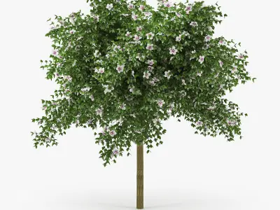 Hibiscus tree 3D model