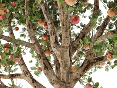 Apple tree Low-poly 3D model